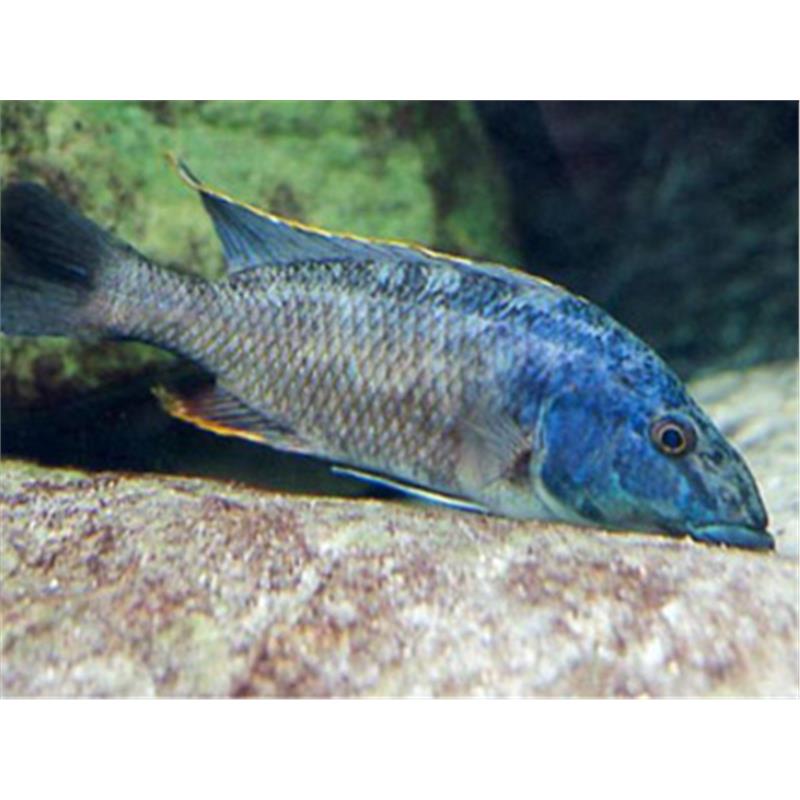 Haplochromis linni - imagine 4